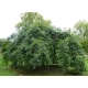 DĄB szczepiony pendula zwisający - sadzonki 140 / 170 cm