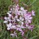 GAURA różowo-biała miododajna długo kwitnie - sadzonki 10 / 15 cm