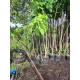 CATALPA KATALPA BIGNONIOWA SURMIA szczepiona na pniu - sadzonki 140 / 160 cm