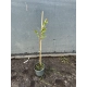 LAGERSTROEMIA na pniu czerwona bez południa - sadzonki 70 / 90 cm