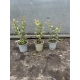 LAGERSTROEMIA bez południa fioletowa SADZONKA 2 LETNIA PRZYCIĘTA - sadzonki 20/ 30 cm