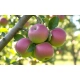 JABŁOŃ MEKINTOSZ W DONICY stara odmiana bardzo soczyste - sadzonki 110 / 140 cm