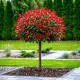 GŁOGOWNIK na pniu RED ROBIN - sadzonki 100 / 120 cm