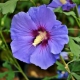 HIBISKUS niebiesko-fioletowy - sadzonki 50 / 60 cm