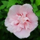 HIBISKUS Ketmia Syryjska Pink Chiffon - sadzonki 20 / 30 cm