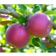 JABŁOŃ LOBO W DONICY miękkie smaczne - sadzonki 110 / 140 cm