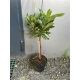 RODODENDRON NA PNIU RÓŻOWO - MALINOWY - sadzonki 60 / 70 cm