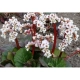 BERGENIA SERCOLISTNA Jelle - sadzonki 10 / 15 cm