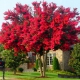 LAGERSTROEMIA bez południa czerwona - sadzonki 10 / 20 cm