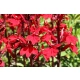 LOBELIA Queen Victoria - sadzonki 10 / 15 cm