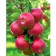 JABŁOŃ MALINOWA OBERLANDZKA stara odmiana - sadzonki 120 / 140 cm