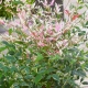 NANDINA Twillight bajeczny bambus - sadzonki 10 / 20 cm