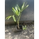 PALMA Trachycarpus fortunei mrozoodporna - sadzonki 20 / 40 cm