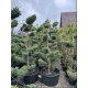 BONSAI BONZAJ JAŁOWIEC WIELE KUL - sadzonki 180 / 210 cm