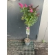 BUDLEJA DAWIDA SZCZEPIONA NA PNIU CZERWONA - sadzonki 90 / 110 cm