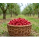 MALINA wczesna czerwone duże owoce - sadzonki 30 / 50 cm