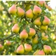 GRUSZA POMARAŃCZÓWKA złoto w ogrodzie - sadzonki 50 / 80 cm