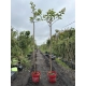 HORTENSJA VANILLE FRAISE na pniu - sadzonki 160 / 180 cm
