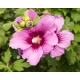 HIBISKUS NA PNIU Tower Purple - sadzonki 170 / 190 cm