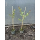 LAGERSTROEMIA na pniu czerwona bez południa - sadzonki 70 / 90 cm