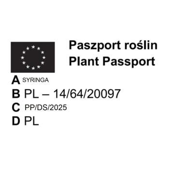 Bez Lilak szczepiony duo dwa kolory biało - fioletowy i ciemno fioletowy - sadzonki 100 / 130 cm