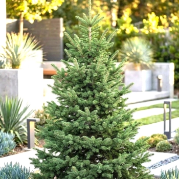 ŚWIERK SREBRNY KAIBAB Pakiet 10 sztuk - sadzonki 40 / 60 cm