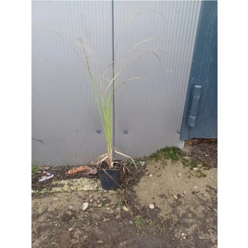 TRAWA MISKANT zebrinus Pakiet 5 sztuk - sadzonki 20 / 30 cm