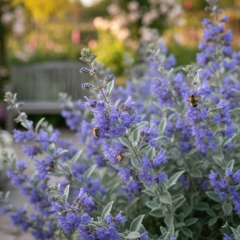 BARBULA KLANDOŃSKA Kew Blue niebieska magia - sadzonki 10 / 20 cm