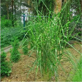 TRAWA MISKANT zebrinus Pakiet 5 sztuk - sadzonki 20 / 30 cm