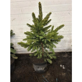 ŚWIERK SREBRNY KAIBAB - sadzonki 40 / 60 cm