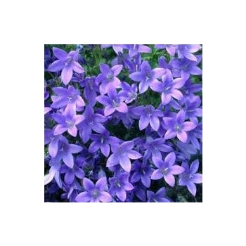 DZWONEK DALMATYŃSKI BIRCH HYBRID - sadzonki 5 / 10 cm