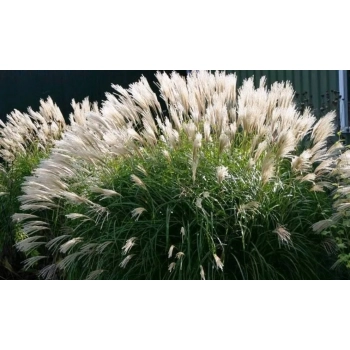 TRAWA MISKANT chiński Silberspinne PAKIET 5 sztuk - sadzonki 10 / 20 cm