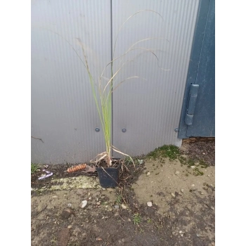 TRAWA PAMPASOWA różowa Pakiet 5 sztuk - sadzonki 20 / 30 cm