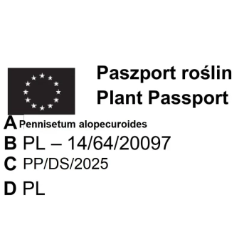 TRAWA ROZPLENICA hameln Pakiet 5 sztuk - sadzonki 20 / 30 cm