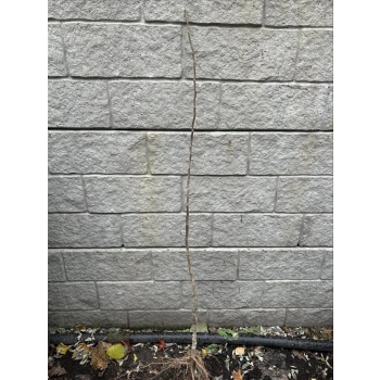 Nieszpułka miododajna bomba witaminowa - sadzonki 100 / 130 cm