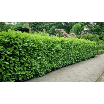 LAUROWIŚNIA PAKIET 5 sztuk Wiecznie Zielona Elegancja w Twoim Ogrodzie - sadzonki 50 / 80 cm