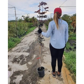 KLON CRIMSON SENTRY kolumnowy szczepiony - sadzonki 200 / 220 cm