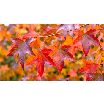 AMBROWIEC AMERYKAŃSKI WORPLESDON - sadzonki 100 / 120 cm