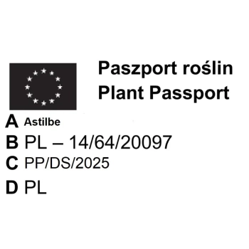 TAWUŁKA VISION VULCANO - sadzonki 10 / 20 cm