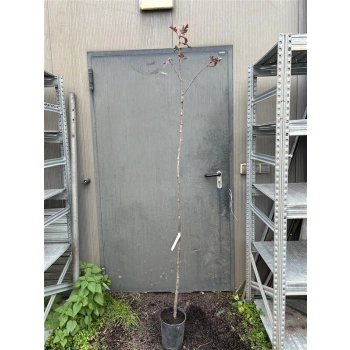 JARZĘBINA FIOLETOWA szczepiona na pniu - sadzonki 150 / 170 CM