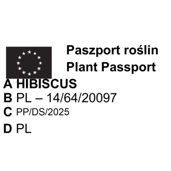 HIBISKUS KETMIA SYRYJSKA Margenta Chiffon - sadzonki 10 / 20 cm