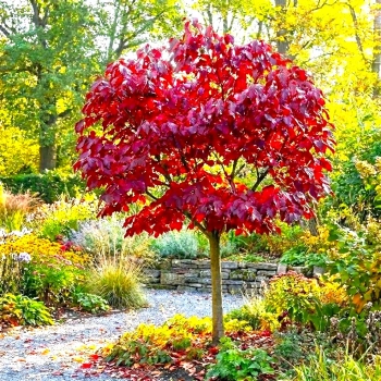 PAROCJA PERSKA BELLA NA PNIU - sadzonki 40 / 60 cm