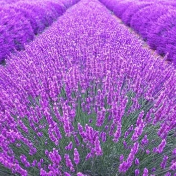 LAWENDA polska odmiana wieloletnia P9 PAKIET 5 SZT - sadzonki 10 / 20 cm