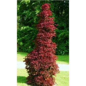 KLON CRIMSON SENTRY kolumnowy szczepiony - sadzonki 200 / 220 cm