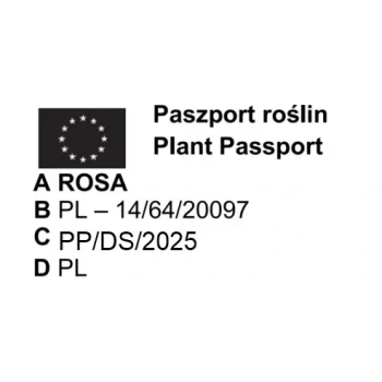 RÓŻA OKRYWOWA BIAŁA w donicy - sadzonki 10 / 20 cm