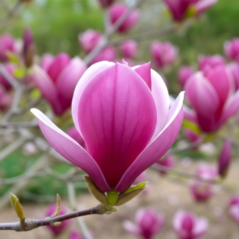 MAGNOLIA SZCZEPIONA CLEOPATRA - sadzonki 40 / 60 cm