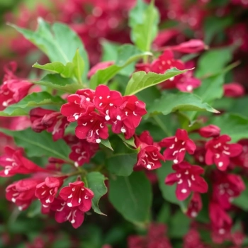 KRZEWUSZKA WEIGELA CHERRY LOVE - sadzonki 10 / 20 cm