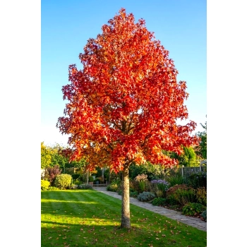 AMBROWIEC AMERYKAŃSKI WORPLESDON - sadzonki 100 / 120 cm