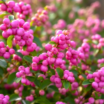 ŚNIEGULICZKA DOORENBOSA MAGIC BERRY - sadzonki 10 / 20 cm