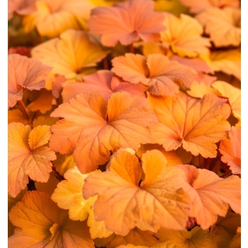 ŻURAWKA MEGA CARAMEL - sadzonki 10 / 20 cm